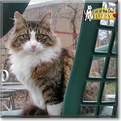 Fuzzy, the Cat of the Day
