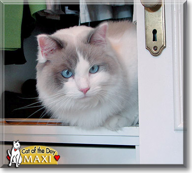 Maximiliano, the Cat of the Day