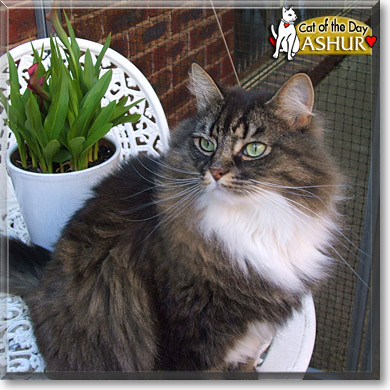Ashur, the Cat of the Day