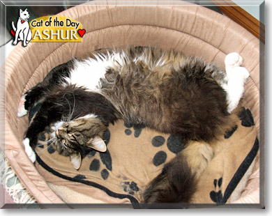 Ashur, the Cat of the Day