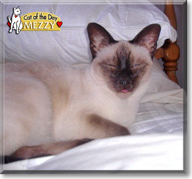 Mezzy, the Cat of the Day