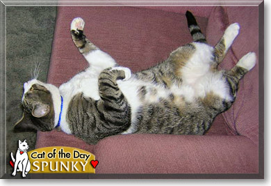 Spunky, the Cat of the Day