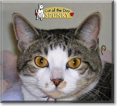 Spunky, the Cat of the Day