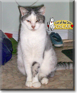 Oscar, the Cat of the Day