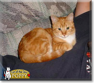 Poppy, the Cat of the Day