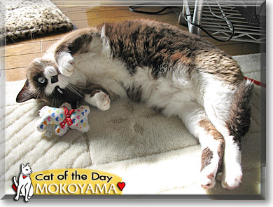 Mokoyama, the Cat of the Day