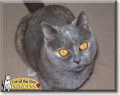 Princess, the Cat of the Day