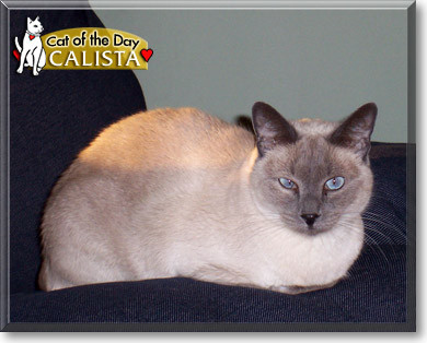 Calista, the Cat of the Day