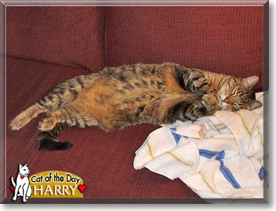 Harry, the Cat of the Day