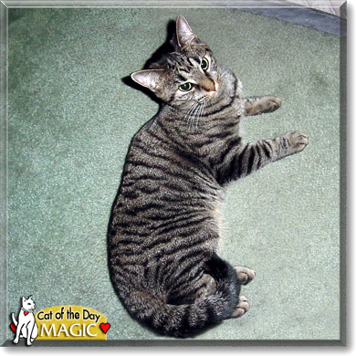 Magic, the Cat of the Day