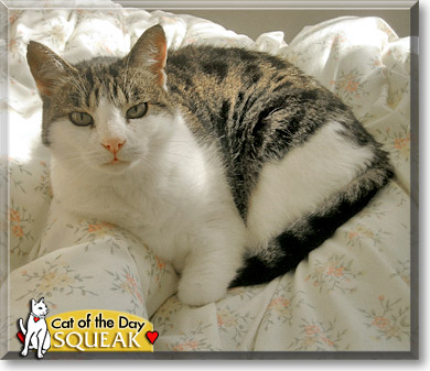 Squeak, the Cat of the Day