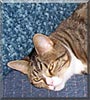 Pebbles
