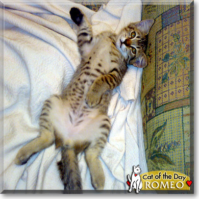 Romeo, the Cat of the Day