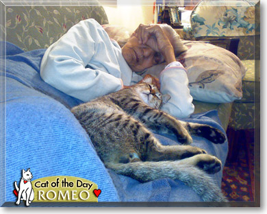 Romeo, the Cat of the Day