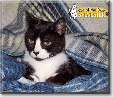 Sylvester, the Cat of the Day