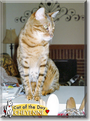 Cheyenne, the Cat of the Day
