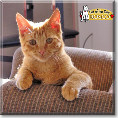 Rosco, the Cat of the Day