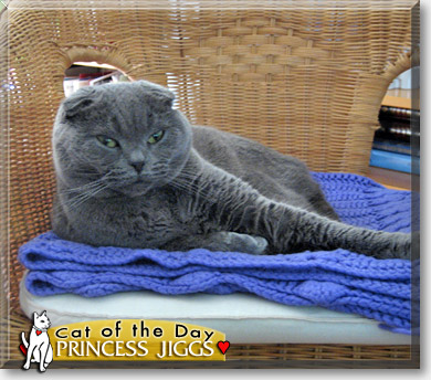 Princess Jiggs, the Cat of the Day