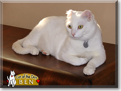 Ben, the Cat of the Day