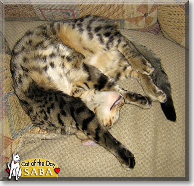 Saba, the Cat of the Day