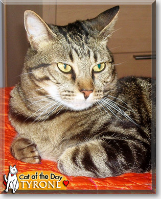 Tyrone, the Cat of the Day