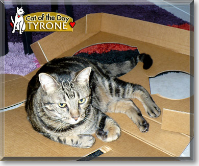 Tyrone, the Cat of the Day