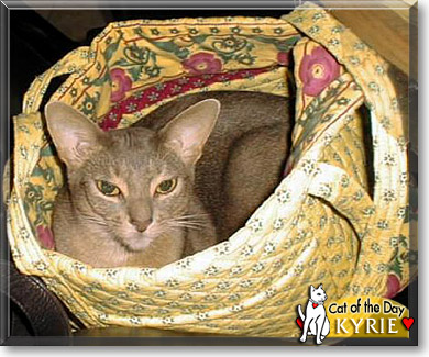 Kyrie, the Cat of the Day
