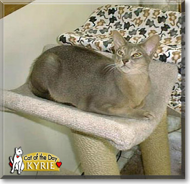 Kyrie, the Cat of the Day