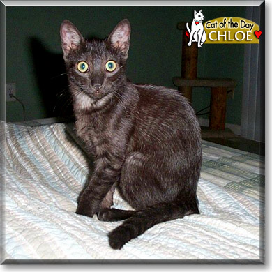 Chloe, the Cat of the Day