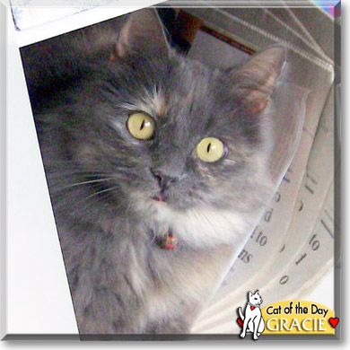 Gracie, the Cat of the Day