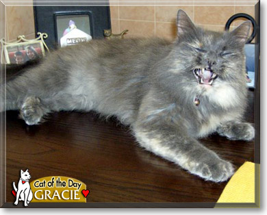 Gracie, the Cat of the Day Gracie, the Cat of the Day