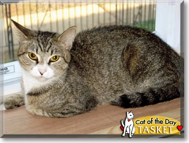 Tasket, the Cat of the Day