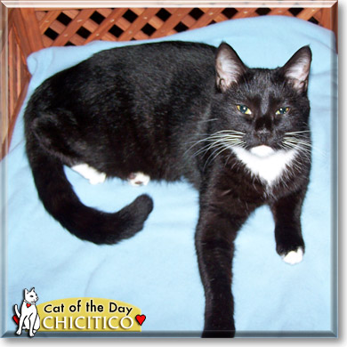 Chicitico, the Cat of the Day