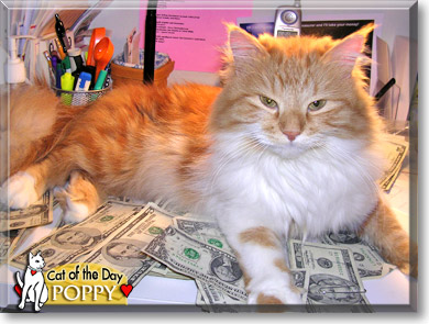 Poppy, the Cat of the Day
