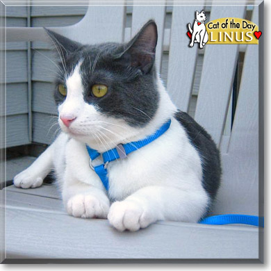 Linus, the Cat of the Day
