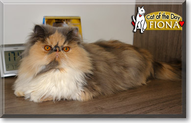 Fiona, the Cat of the Day