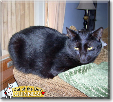 Guinness, the Cat of the Day