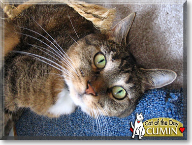 Cumin, the Cat of the Day