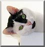 Lilli