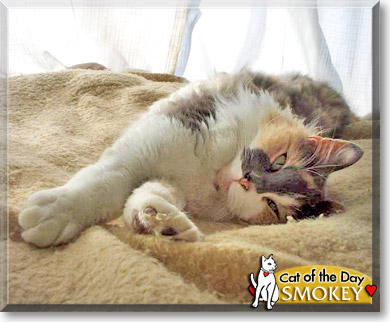 Smokey, the Cat of the Day