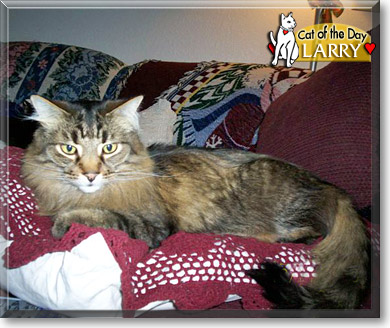 Larry, the Cat of the Day