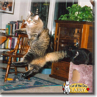 Larry, the Cat of the Day Larry, the Cat of the Day