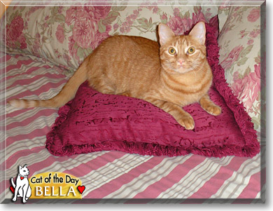 Bella, the Cat of the Day