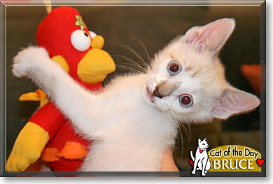Bruce, the Cat of the Day