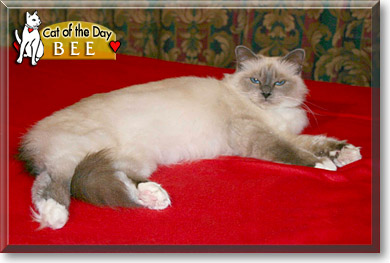 Bee, the Cat of the Day
