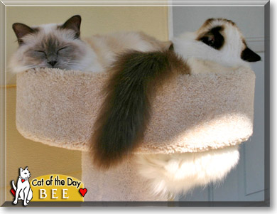 Bee, the Cat of the Day Bee, the Cat of the Day