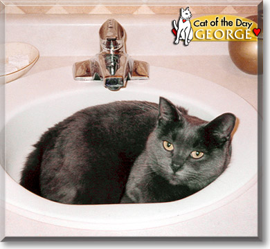 George, the Cat of the Day