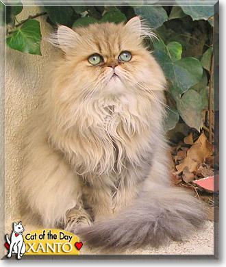 Xanto, the Cat of the Day