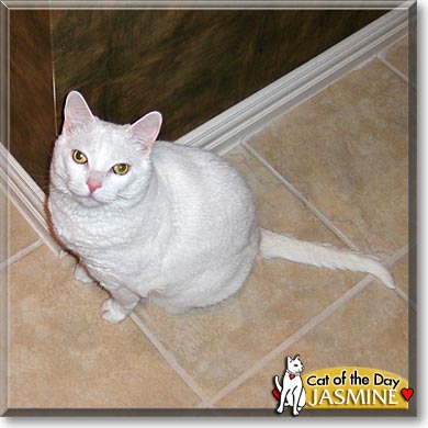 Jasmine, the Cat of the Day