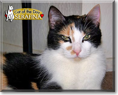 Serafina, the Cat of the Day